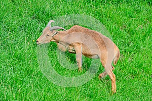 Barbary sheep, also known as aoudad is a species of caprine native to rocky mountains in North Africa. Six subspecies