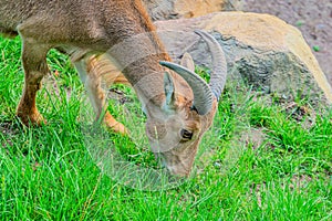 Barbary sheep, also known as aoudad is a species of caprine native to rocky mountains in North Africa. Six subspecies