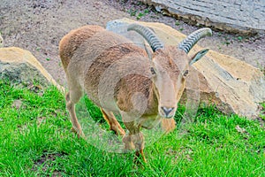 Barbary sheep, also known as aoudad is a species of caprine native to rocky mountains in North Africa. Six subspecies