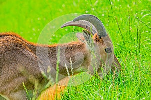 Barbary sheep, also known as aoudad is a species of caprine native to rocky mountains in North Africa. Six subspecies