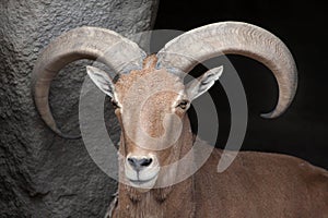 Barbary sheep Ammotragus lervia.