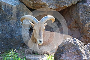 The Barbary sheep Ammotragus lervia,