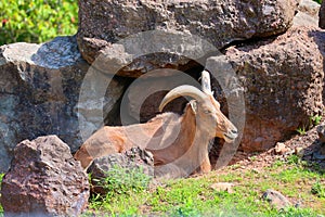 The Barbary sheep Ammotragus lervia,