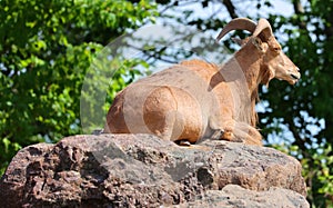 The Barbary sheep Ammotragus lervia,