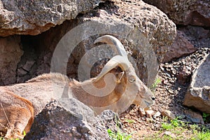 The Barbary sheep Ammotragus lervia,