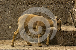 The Barbary sheep (Ammotragus lervia).