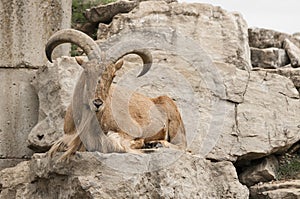 Barbary sheep (Ammotragus lervia)