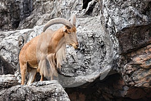 Barbary sheep ( Ammotragus lervia )