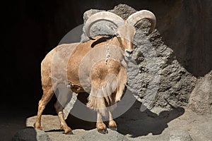 Barbary sheep & x28;Ammotragus lervia& x29;.
