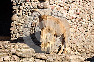 The Barbary sheep or Ammotragus lervia aoudad species of caprine endemic to rocky mountains in North Africa. Over