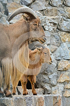 Barbary sheep or Ammotragus lervia close up