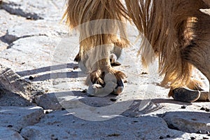 A Barbary Sheep  Ammotragus lervia foot or hoof close up