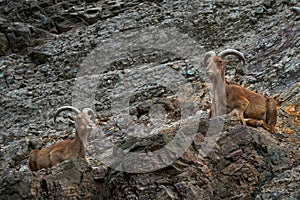 Barbary Sheep, Ammotragus lervia, Morroco, Africa. Animal in the nature rock habitat. Wild sheep on the stone, horn animal in the