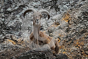 Barbary Sheep, Ammotragus lervia, Morroco, Africa. Animal in the nature rock habitat. Wild sheep on the stone, horn animal in the photo