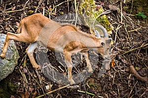 Barbary sheep Ammotragus lervia native to rocky mountains