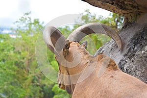 Barbary sheep  Ammotragus lervia  native to rocky mountains