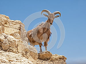 Barbary sheep or Ammotragus lervia standing on the rock