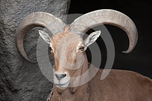 Barbary sheep Ammotragus lervia. photo