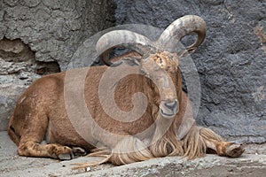 Barbary sheep (Ammotragus lervia).