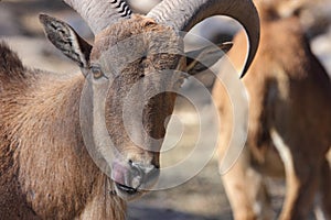 Barbary Sheep, Aoudad