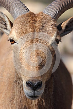 Barbary Sheep, Aoudad