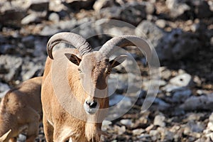 Barbary Sheep, Aoudad