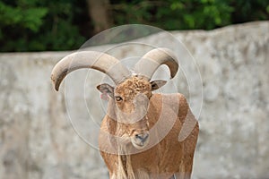 Barbary sheep or Aoudad (Ammotragus lervia).