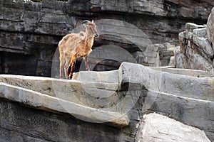 Barbary Sheep on Artificial Cliff Face - Zoo,