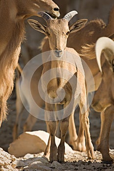 Barbary Sheep baby