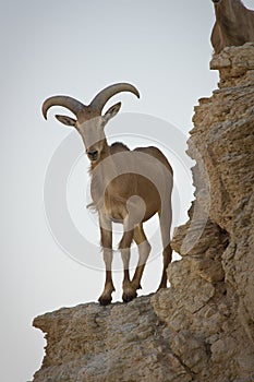 Barbary Sheep on cliff photo