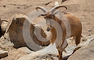 A Barbary Sheep Climbing on Rocks