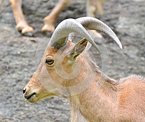 Barbary sheep