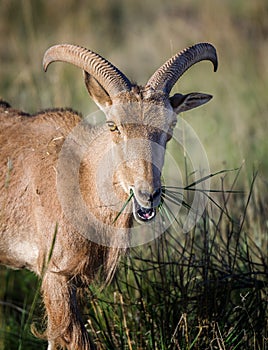 Barbary Sheep eating in field, Texas