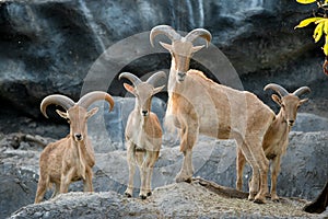 Barbary sheep