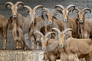 Barbary sheep group looking at you
