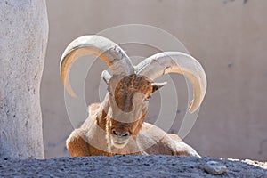 A Barbary Sheep head close up showing off its impressive horns Ammotragus lervia