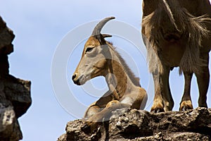 Barbary Sheep Immature   709137