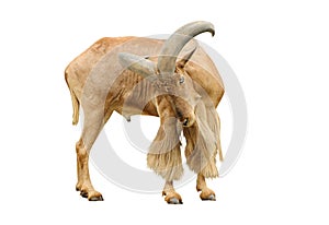 Barbary sheep isolate is on white background with clipping path