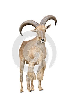 Barbary sheep isolated on white background