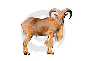 Barbary sheep