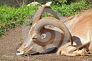 Barbary Sheep with long thick horns lying on the ground in hot summer sun