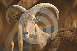 Barbary Sheep male photo