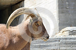 Barbary sheep photo