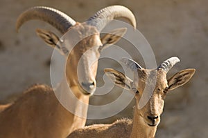 Barbary Sheep mother and baby