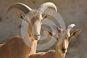 Barbary Sheep mother and baby photo