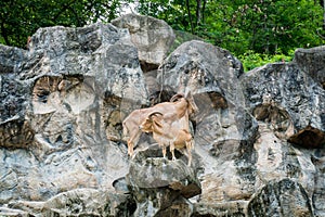 Barbary sheep or mountain goat on the stone rock background.
