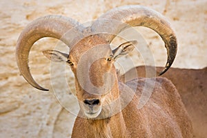 Barbary Sheep portrait