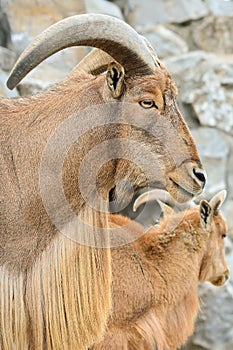 Barbary sheep portrait close up