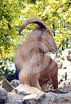 Barbary sheep on rockz stones