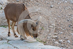 A Barbary Sheep searches out food